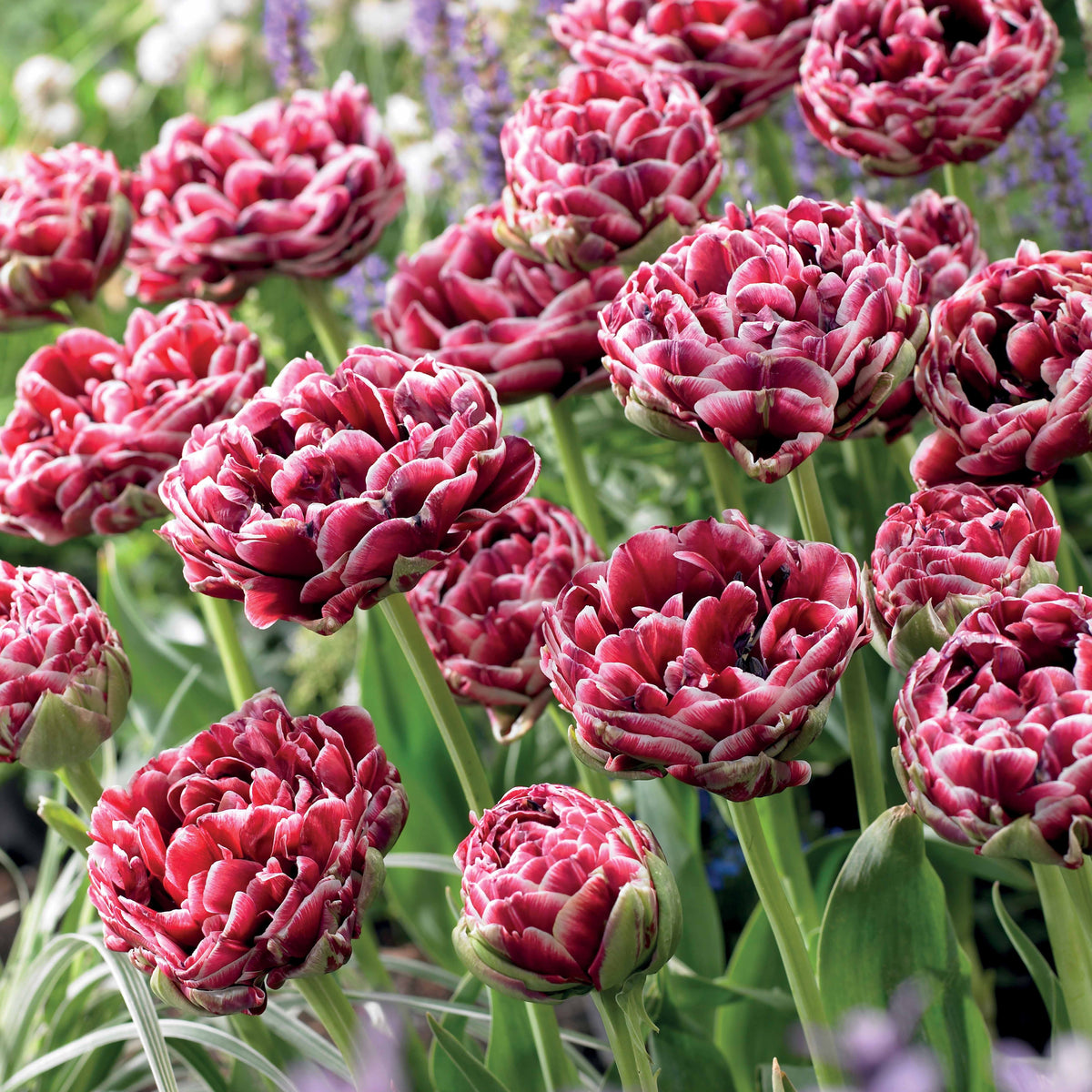 8 Tulipes à fleurs de pivoine Dream Touch - Tulipa - Plantes