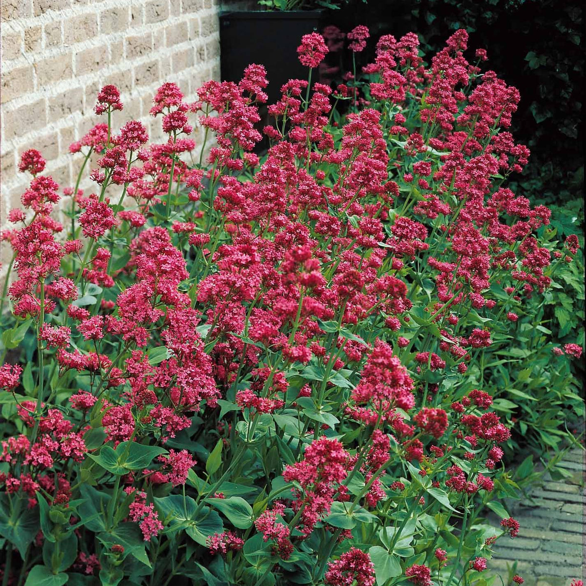 Valériane rouge - Centranthus ruber coccineus - Plantes vivaces