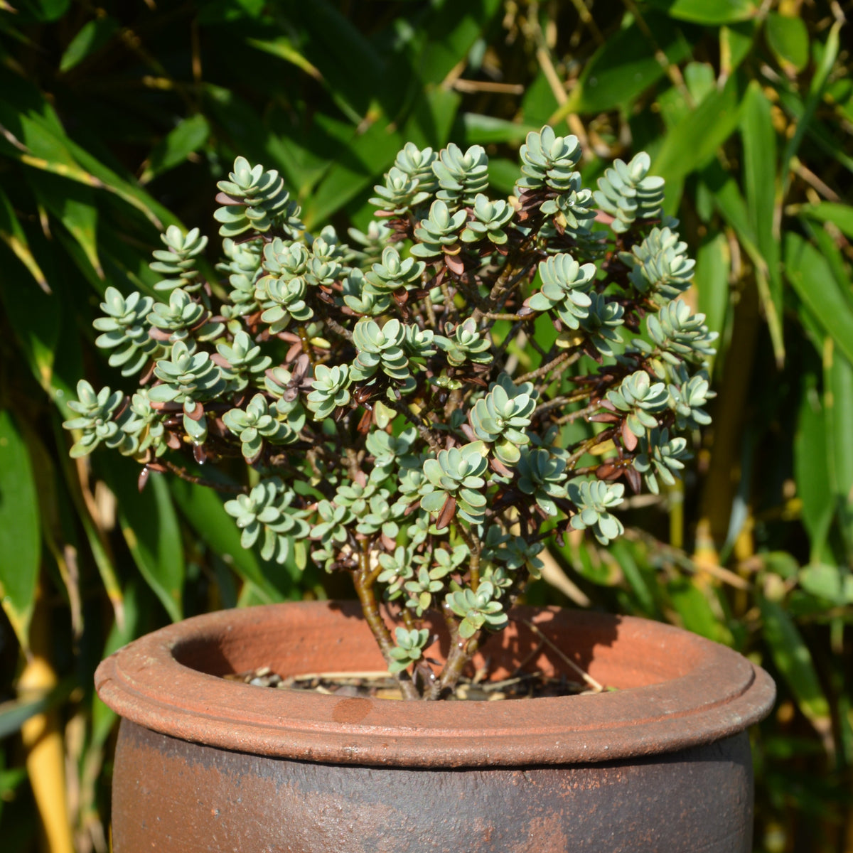 Véronique arbustive - Hebe carnosula - Willemse