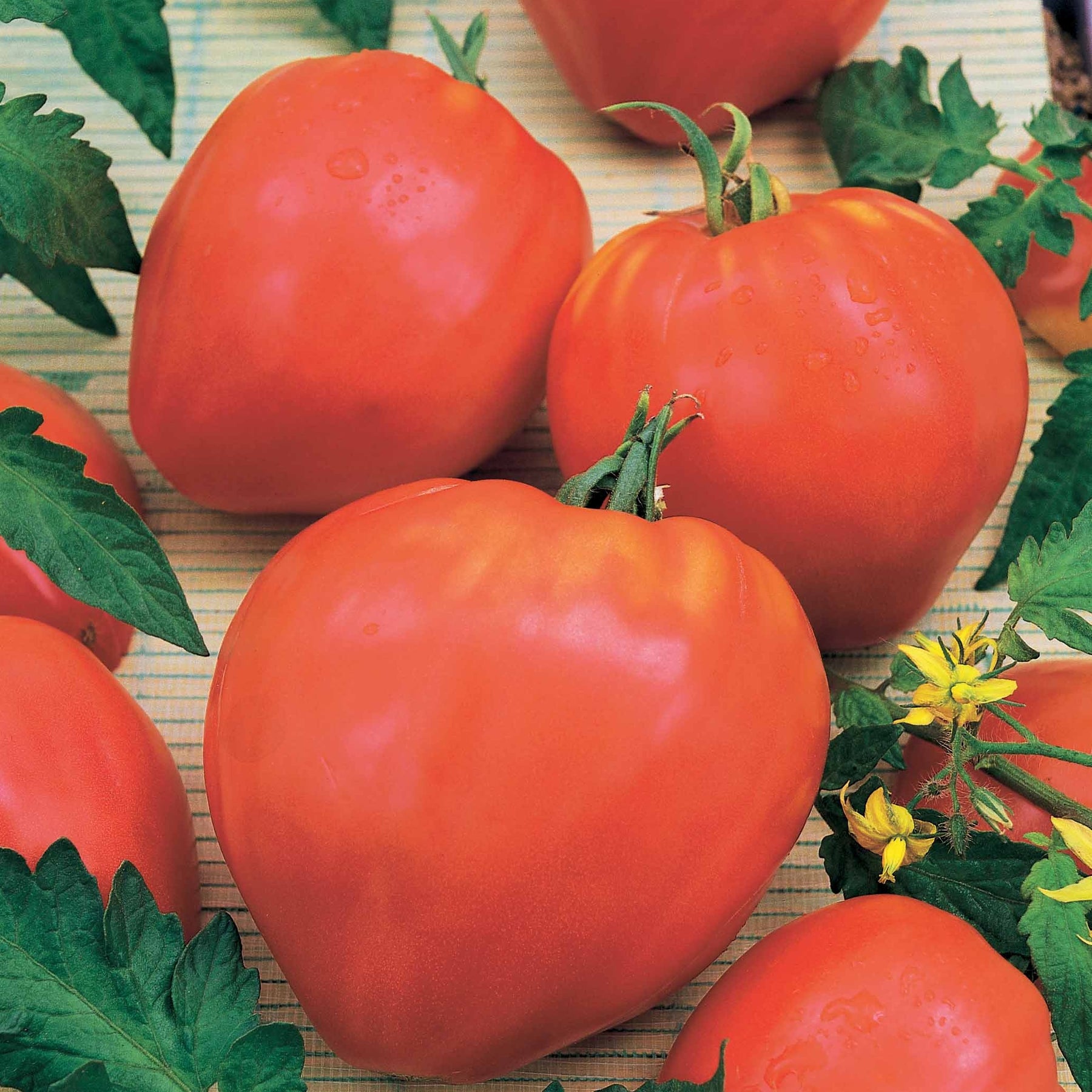 Collection de Tomates savoureuses - Collection 3 tomates savoureuses (coeur de boeuf, saint pierre, san m - Tomates