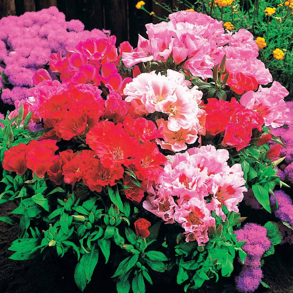 Godetias à fleurs d'azalée en mélange - Clarkia - Godetias - Willemse