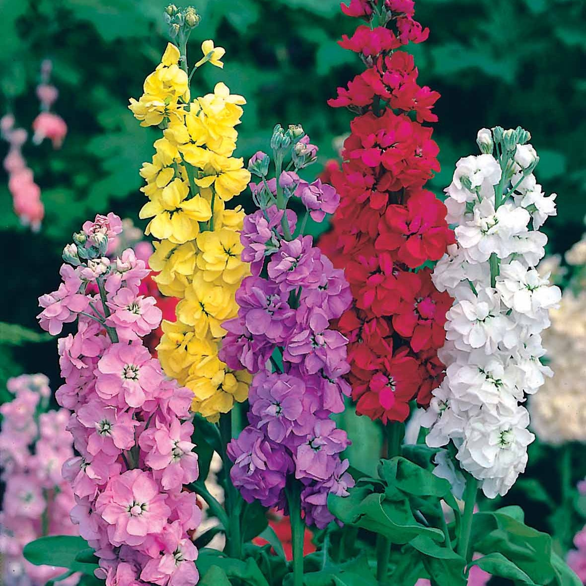 Giroflées Quarantaine en mélange - Matthiola incana - Potager