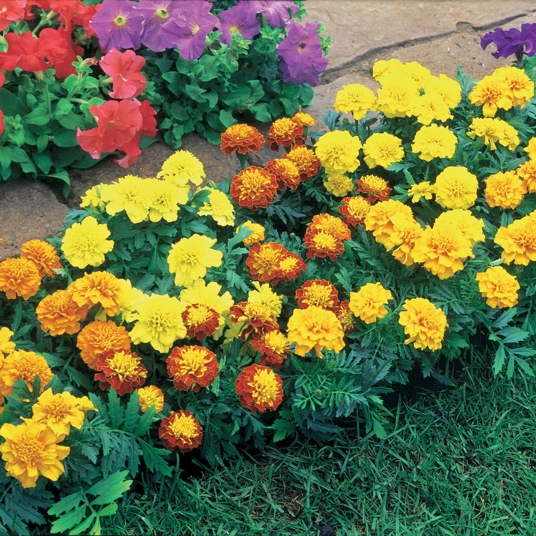 Oeillets d'Inde nains - Tagetes patula - Œillets d'Inde et roses d'Inde