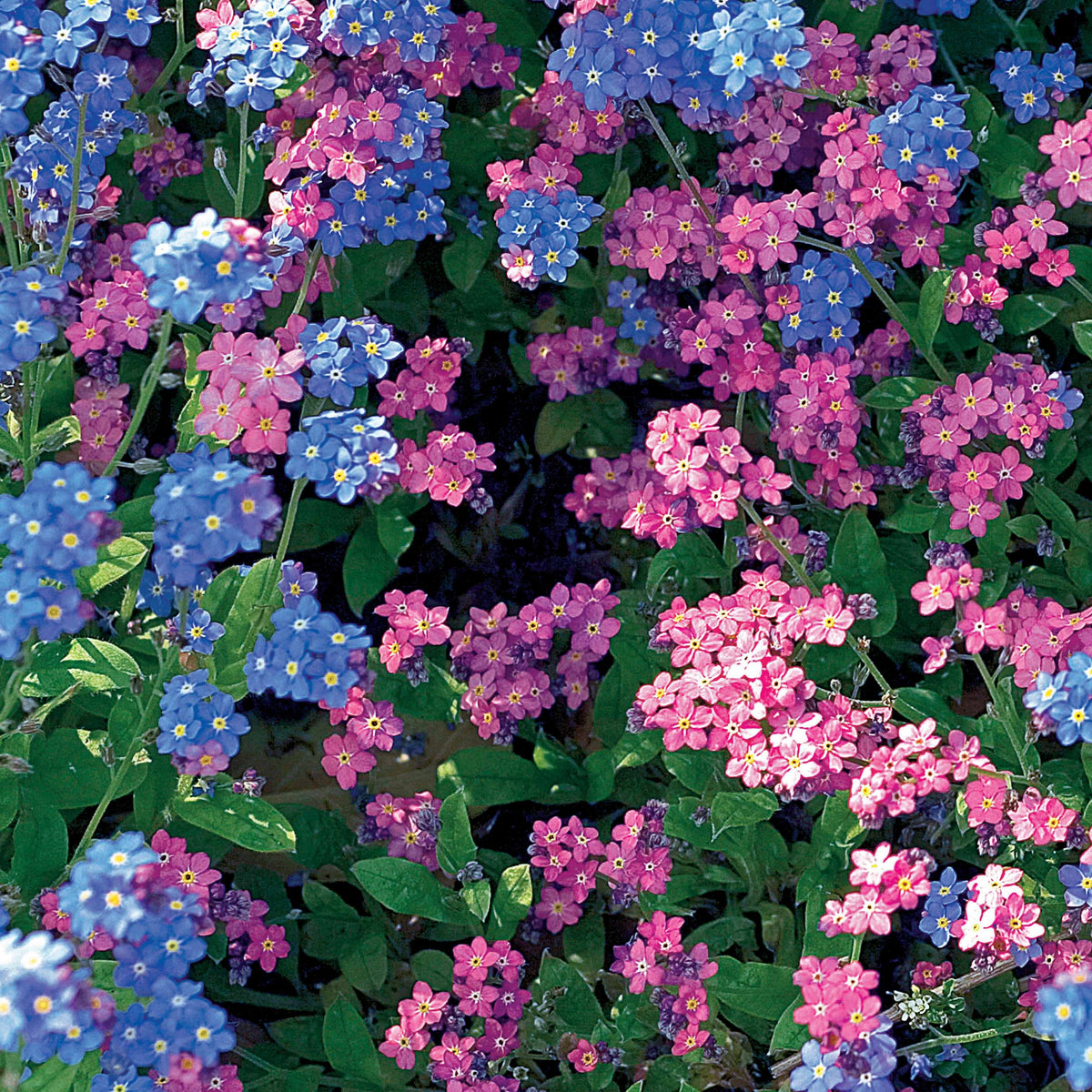 Myosotis des Alpes en mélange - Myosotis alpestris - Willemse