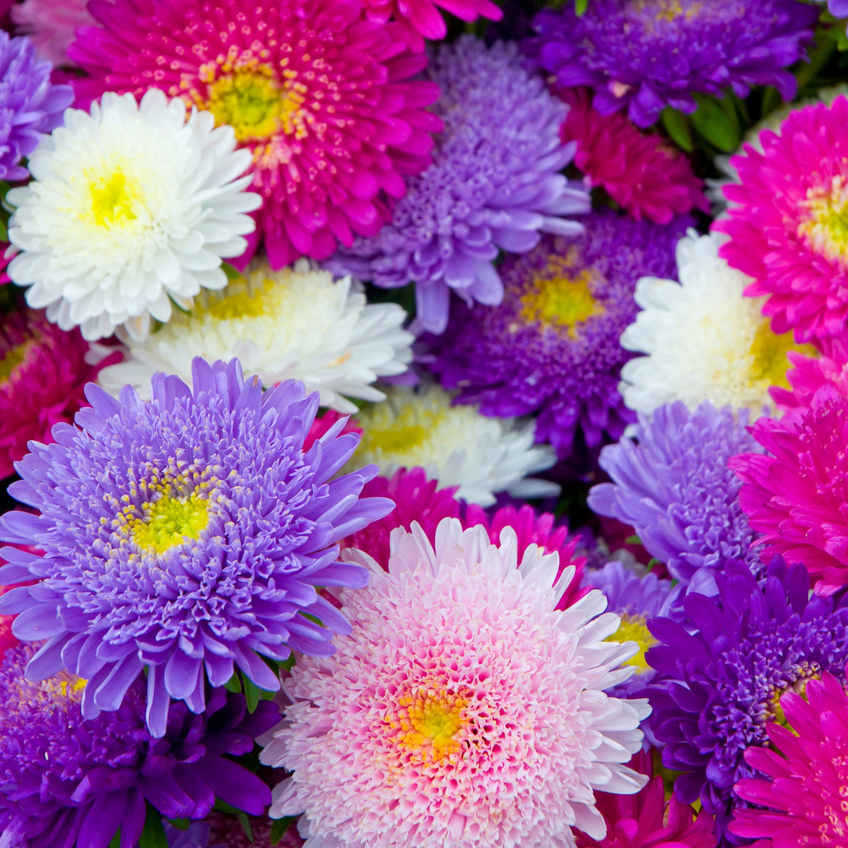 Reine-marguerite Super Princesse en mélange - Callistephus chinensis - Willemse