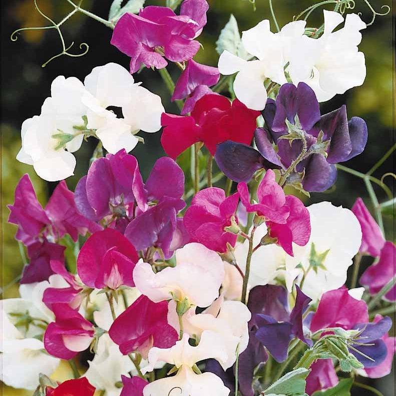 Pois de senteur Spencer en mélange - Lathyrus odoratus spencer - Potager