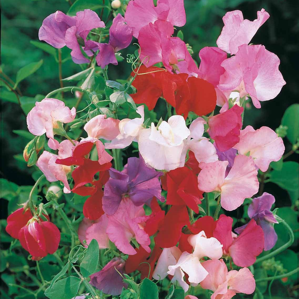 Pois de senteur Spencer en mélange - Lathyrus odoratus spencer - Willemse