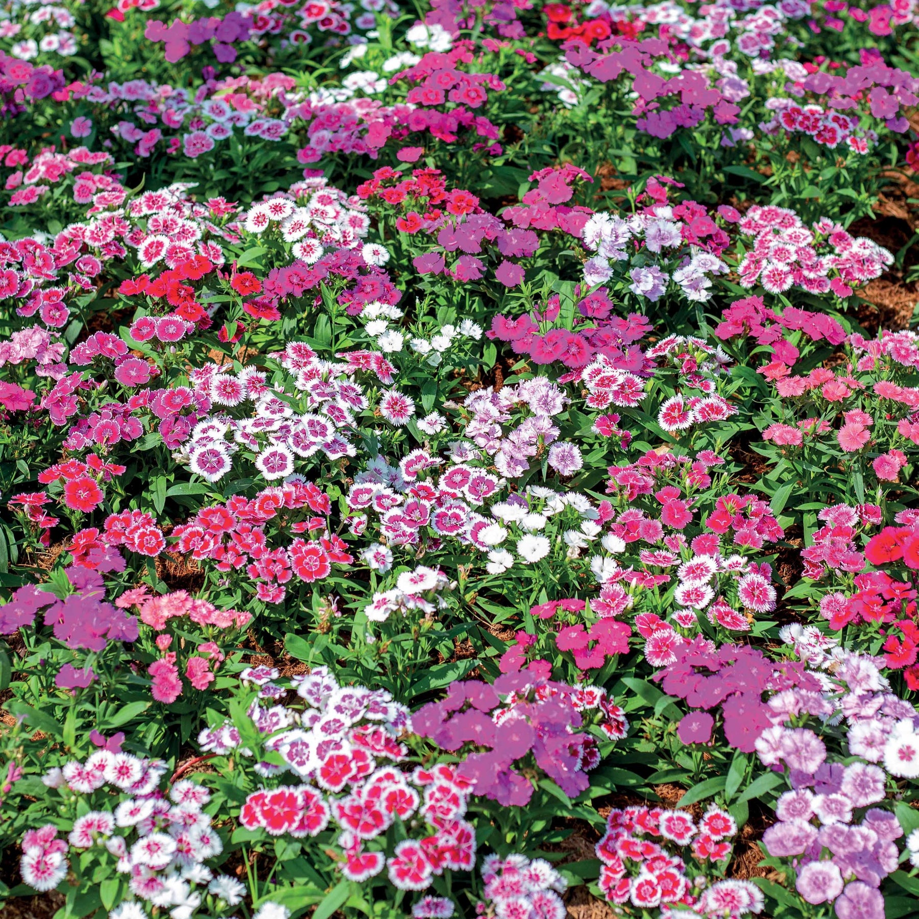 Graines d'oeillets de poète en mélange - Dianthus barbatus - Potager