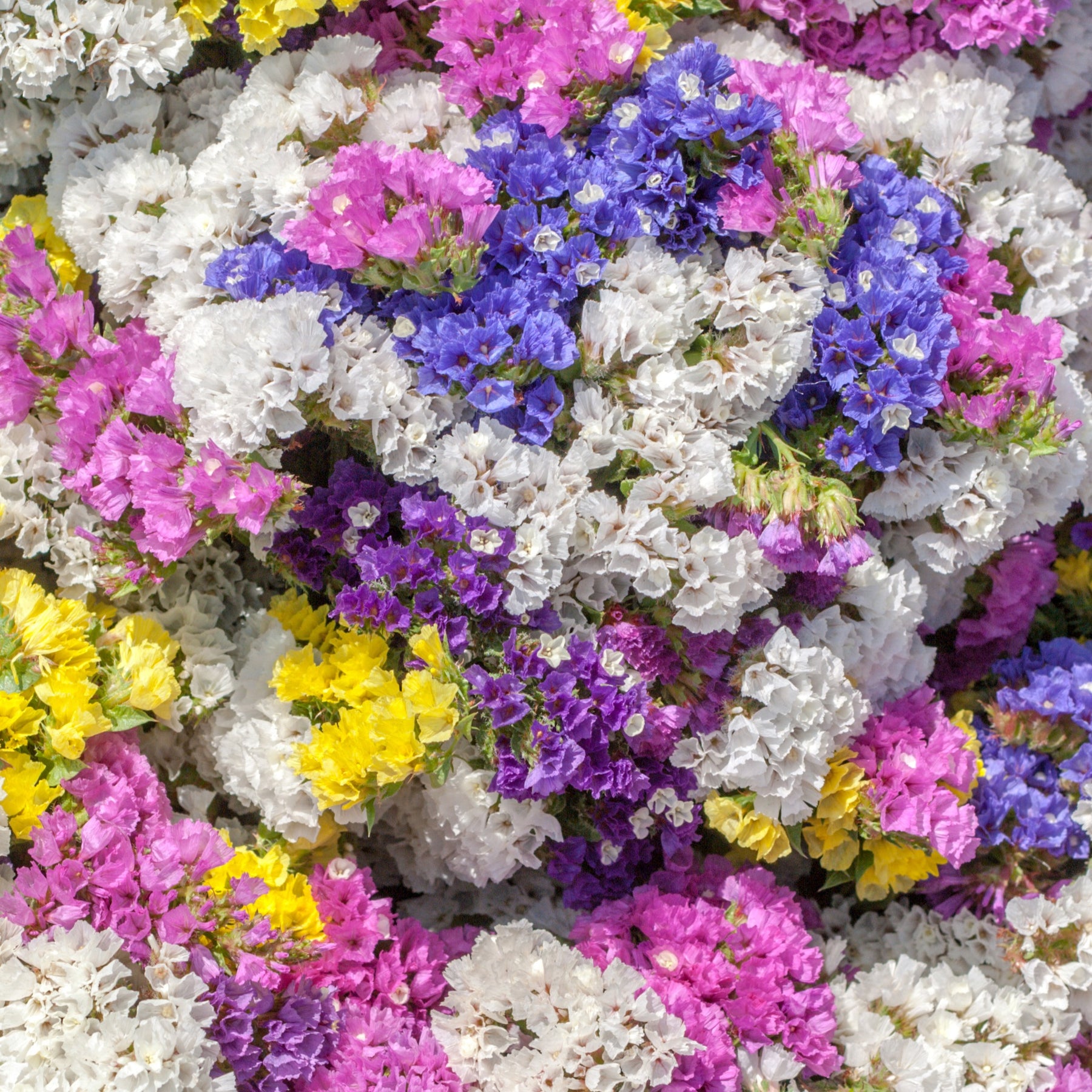 Statices en mélange - Limonium sinuata - Potager