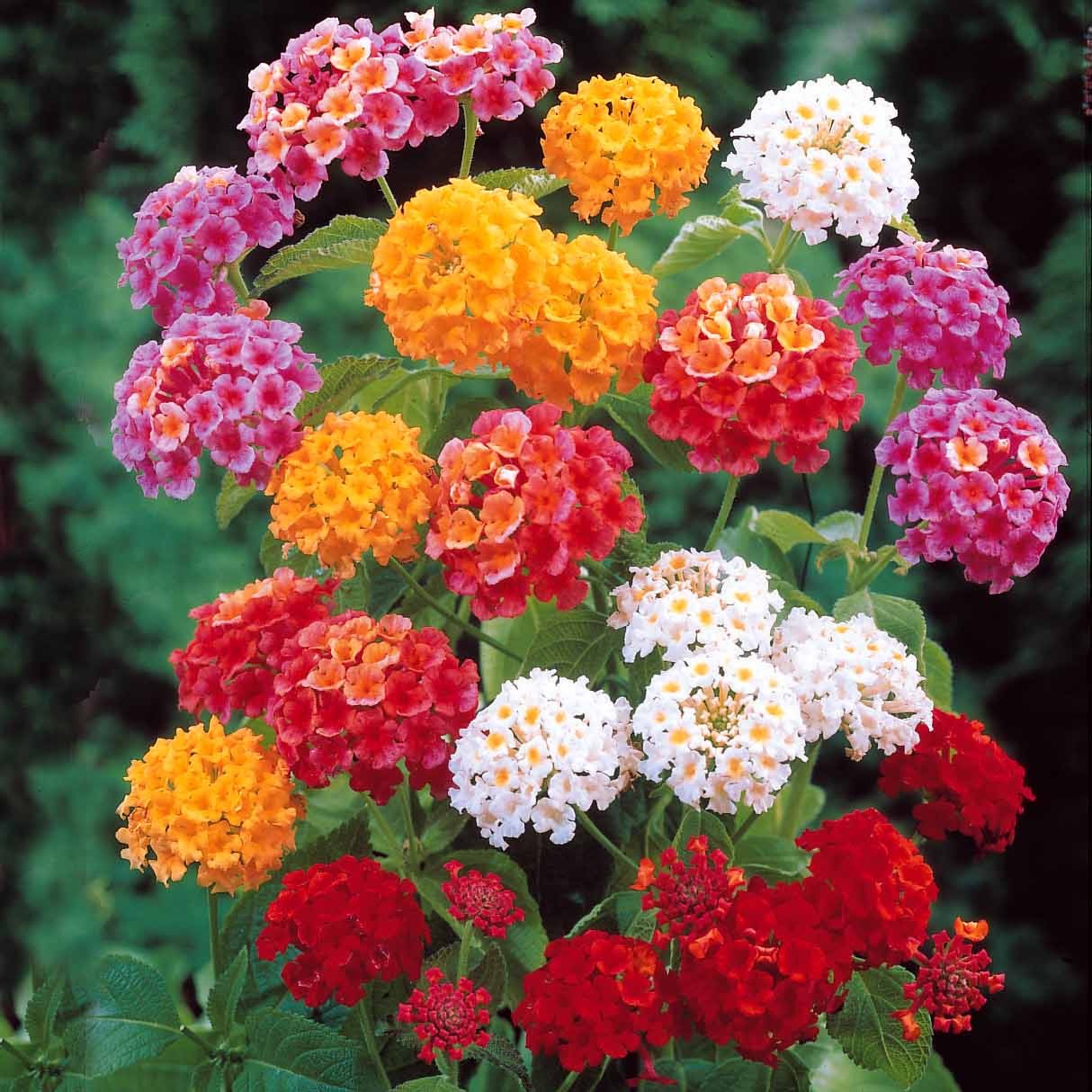 3 Lantanas en mélange - Lantana camara