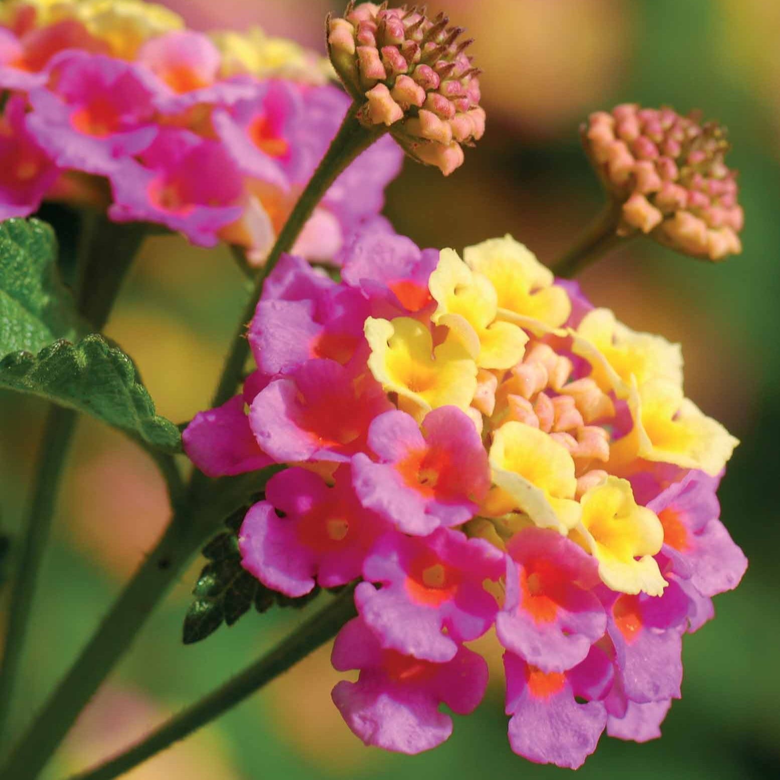 3 Lantanas en mélange - Lantana camara - Arbustes