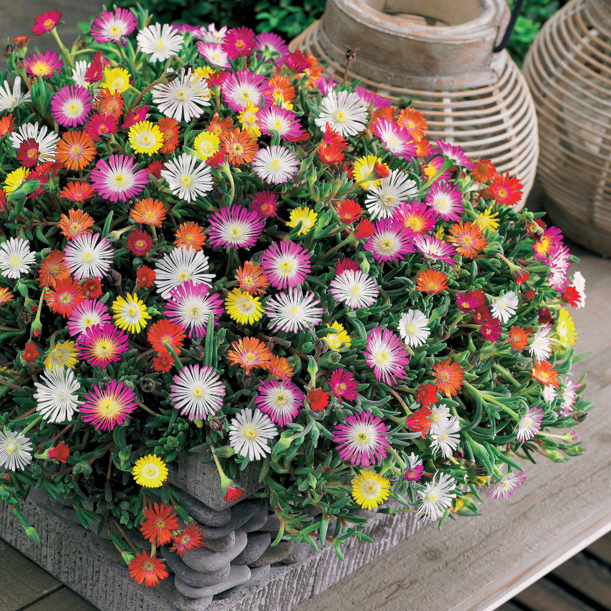 3 Pourpiers de Cooper en mélange - Delosperma cooperi - Willemse