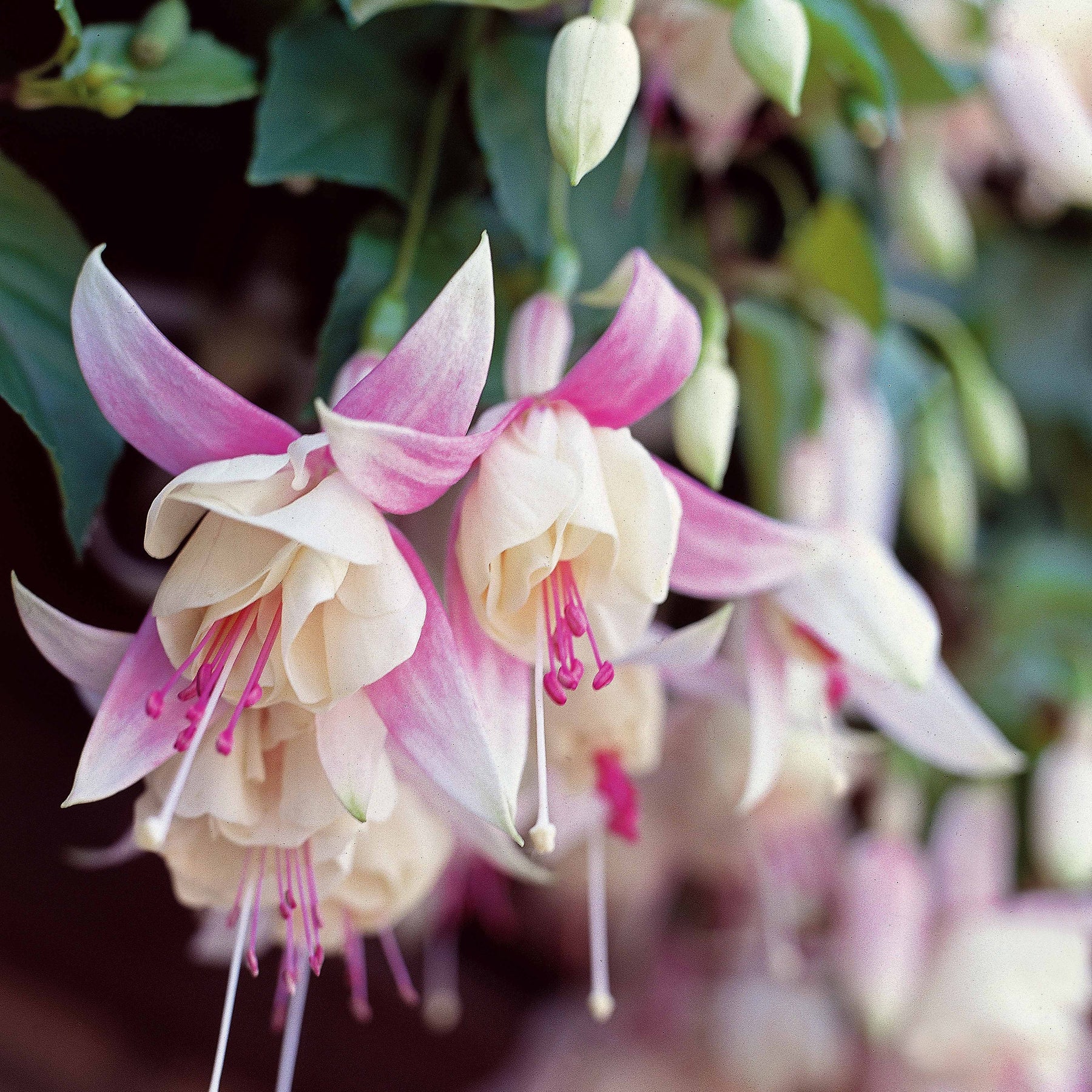 6 Fuchsias résistants au gel en mélange - Fuchsia blue sarah , annabel - Plantes