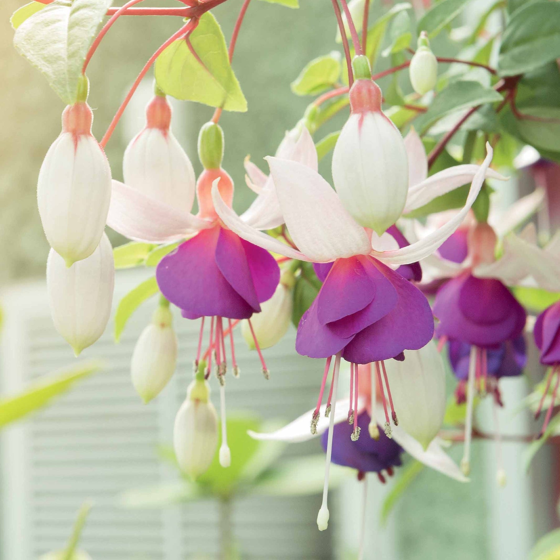 6 Fuchsias résistants au gel en mélange - Fuchsia blue sarah , annabel - Plantes vivaces