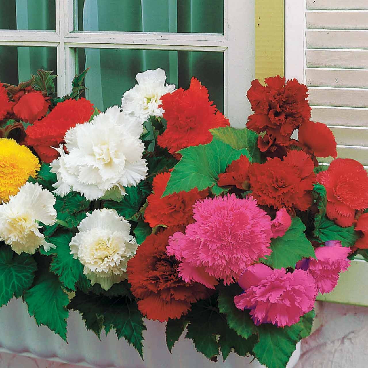 25 Bégonias à grandes fleurs en mélange - Begonia fimbriata - Plantes