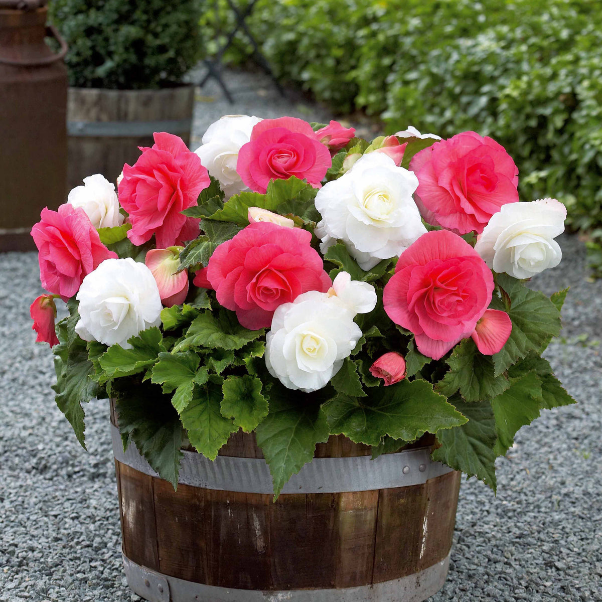 6 Bégonias doubles rose et blanc en mélange - Begonia - Plantes
