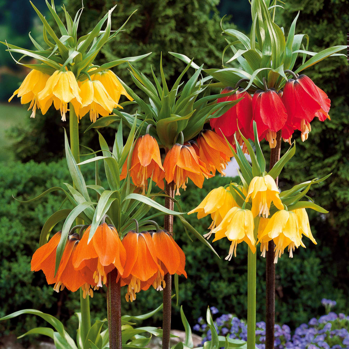 Collection de 3 Couronnes impériales : jaune, rouge, orange - Fritillaria imperialis - Plantes