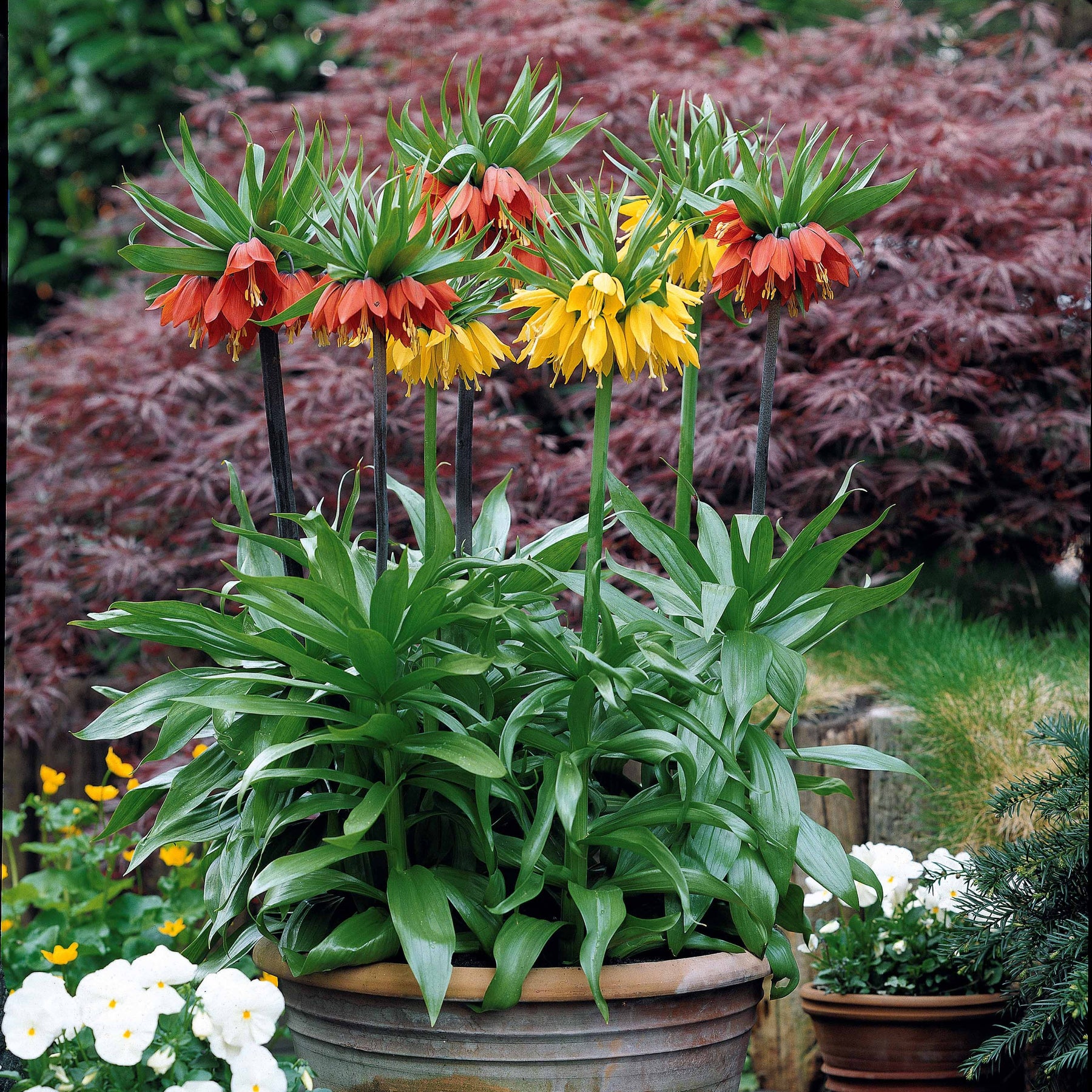 Collection de 3 Couronnes impériales : jaune, rouge, orange - Fritillaria imperialis - Bulbes à fleurs