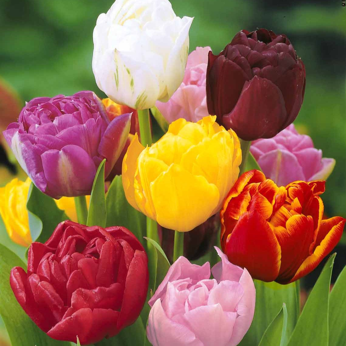 20 Tulipes à fleurs de pivoine en mélange - Tulipa - Plantes
