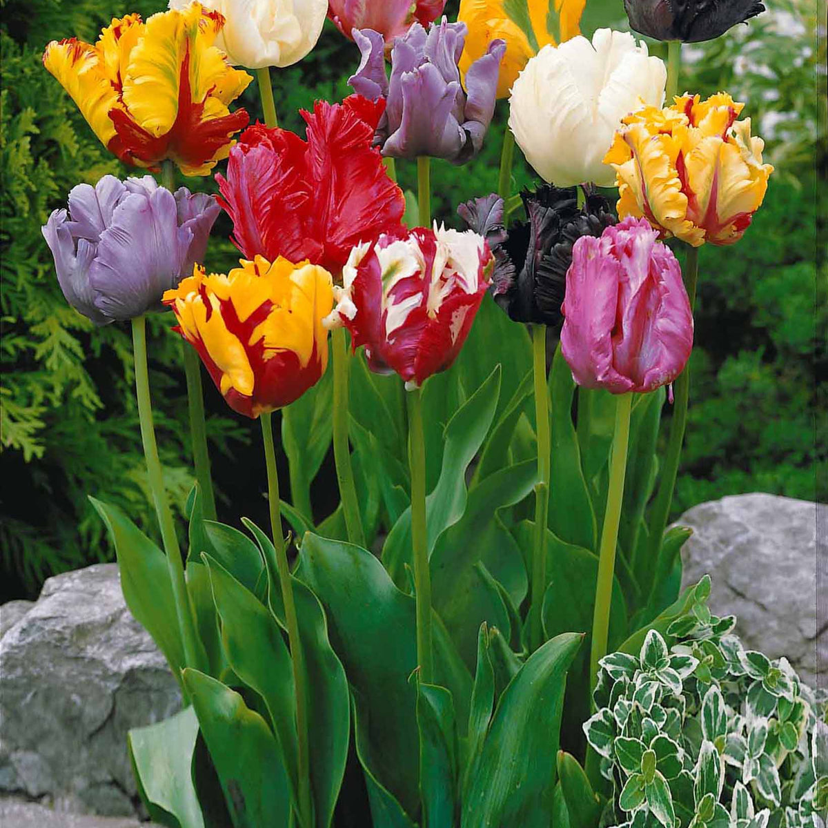 20 Tulipes perroquet en mélange - Tulipa - Bulbes à fleurs