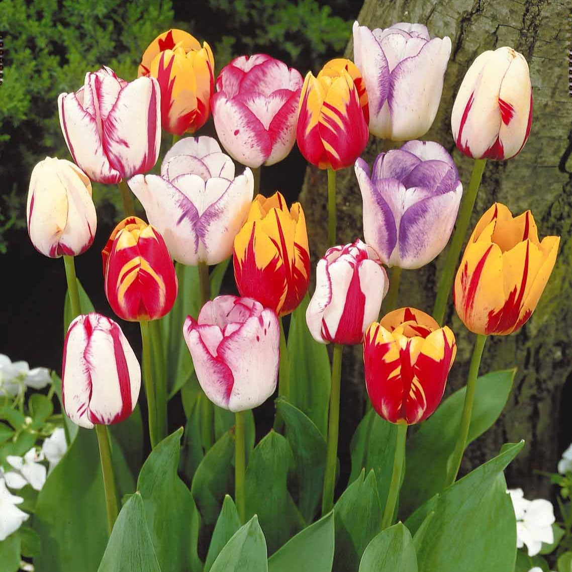 20 Tulipes flammées en mélange - Tulipa - Willemse