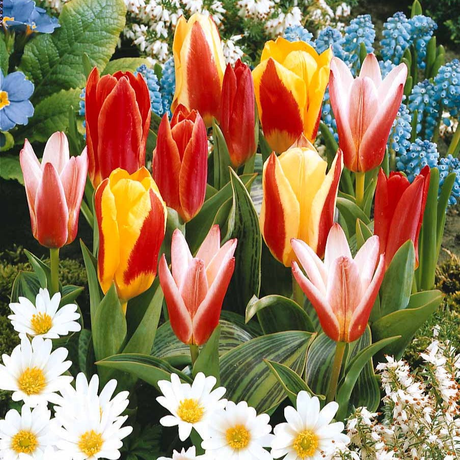 Collection 3 mois de 60 tulipes - Tulipa - Plantes