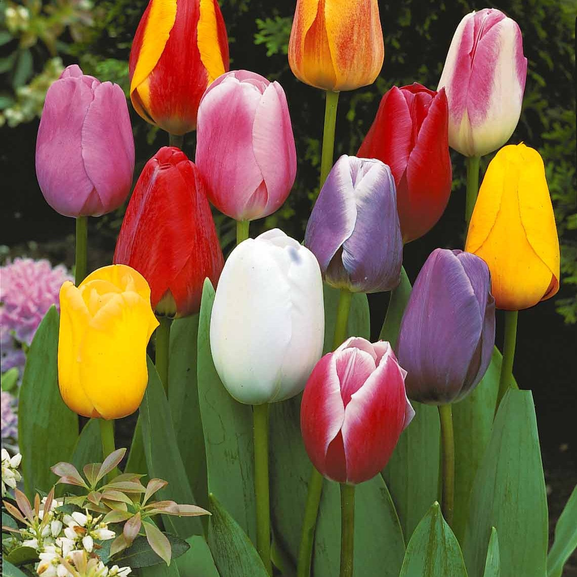 20 Tulipes tardives en mélange - Tulipa - Willemse
