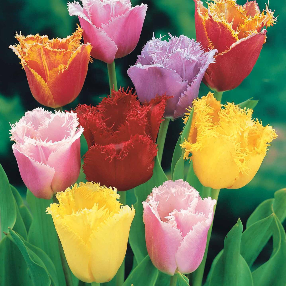 20 Tulipes frangées en mélange - Tulipa crispa - Plantes