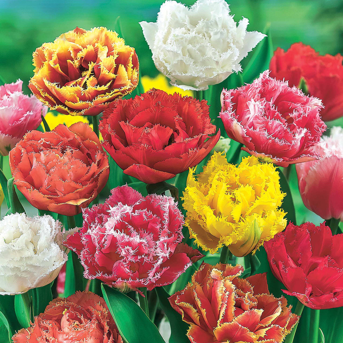 20 Tulipes frangées en mélange - Tulipa crispa - Willemse