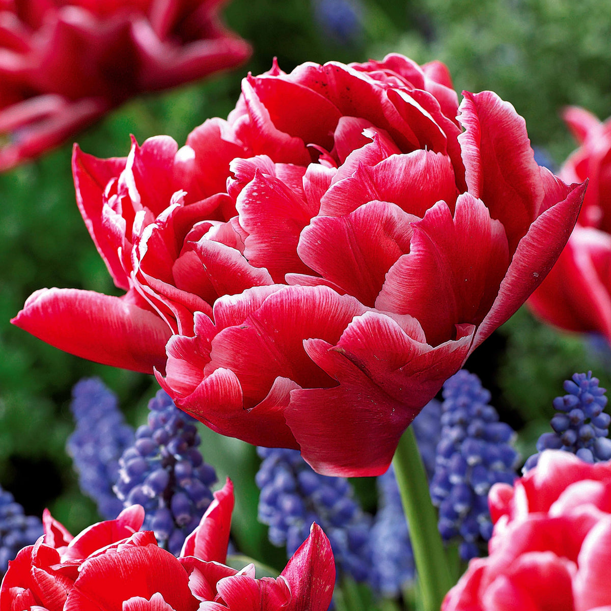 Collection de 25 Tulipes doubles Murillo - Tulipa 'Columbus', 'Sunlover', 'Tabledance' - Willemse