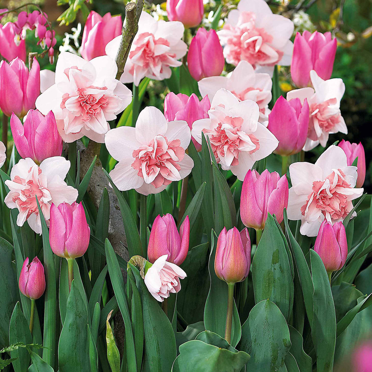 Collection de 15 Narcisses Replete et Tulipes Evening breeze - Narcissus replete , tulipa evening breeze - Bulbes à fleurs