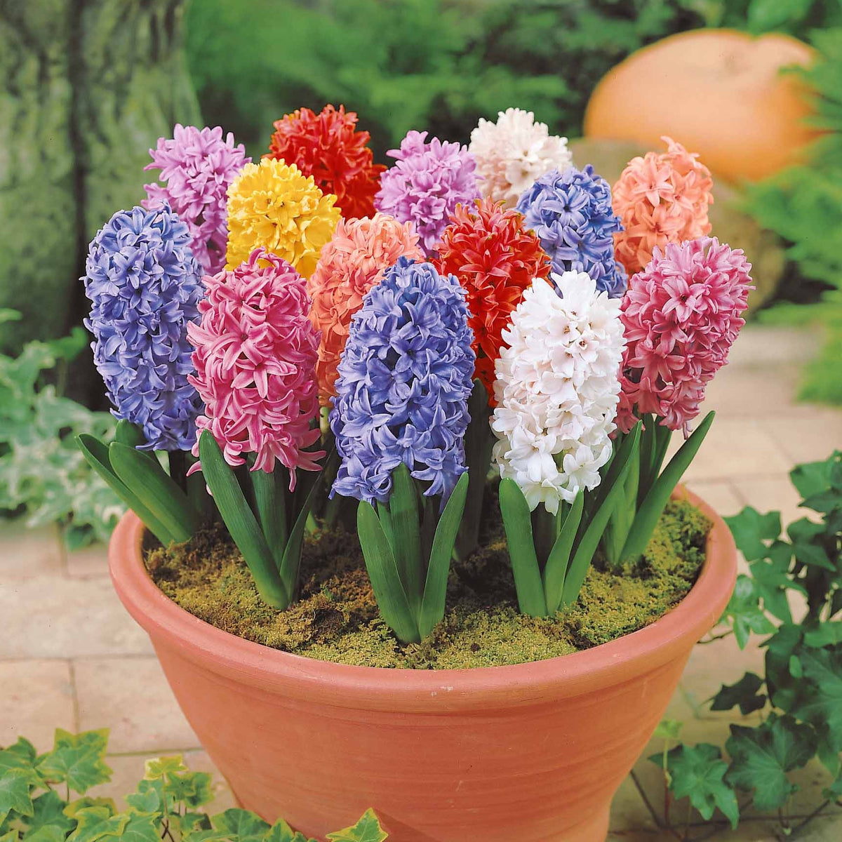Jacinthes en mélange - Hyacinthus orientalis - Willemse