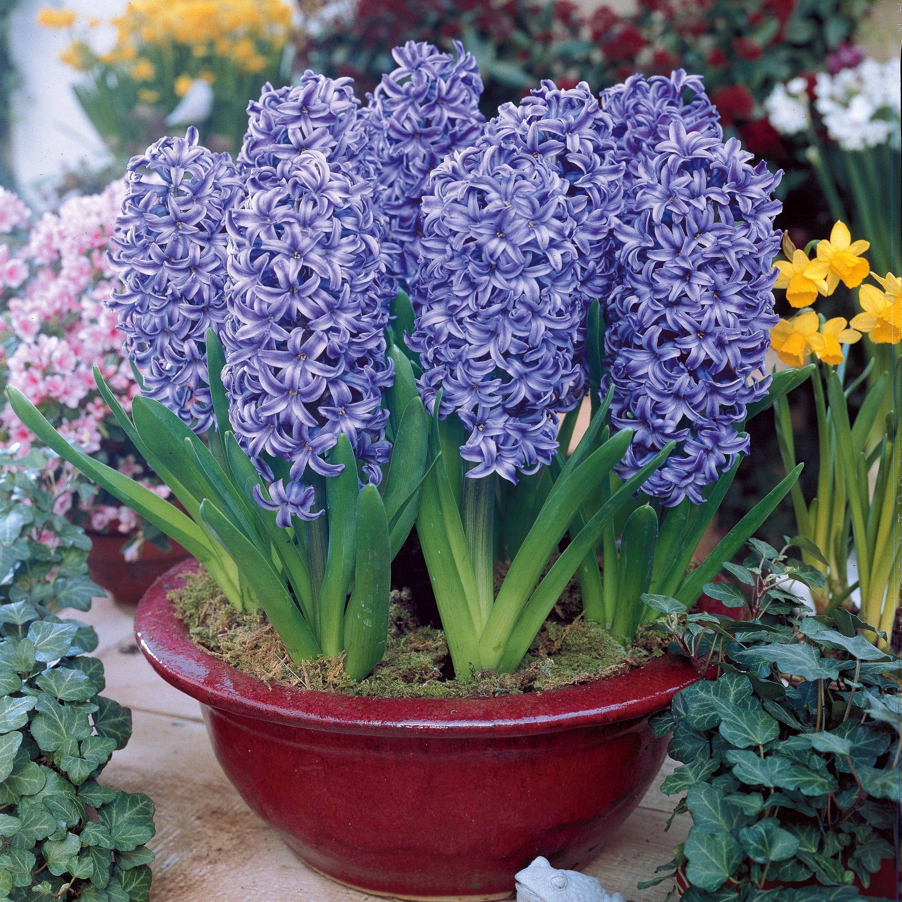 Collection de 9 Jacinthes : Ostara, Jan Bos, Carnegie - Hyacinthus orientalis 'ostara', 'jan bos', 'carneg