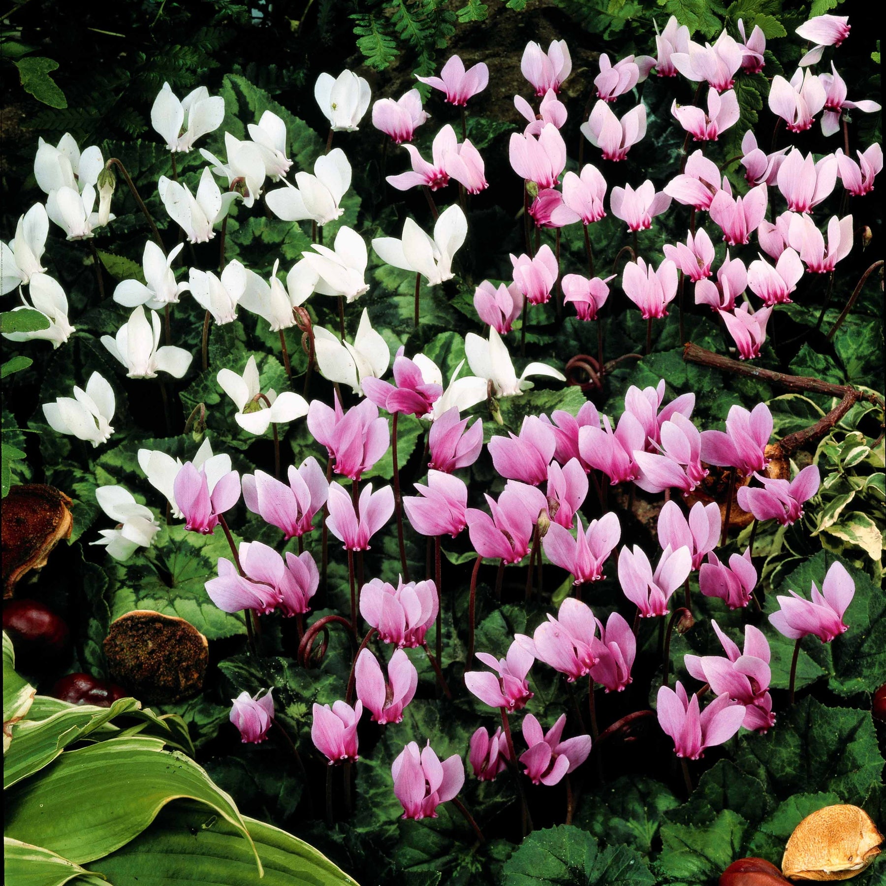 5 Cyclamens de Naples en mélange - Cyclamen neapolitanum et neapolitanum albiflorum - Plantes