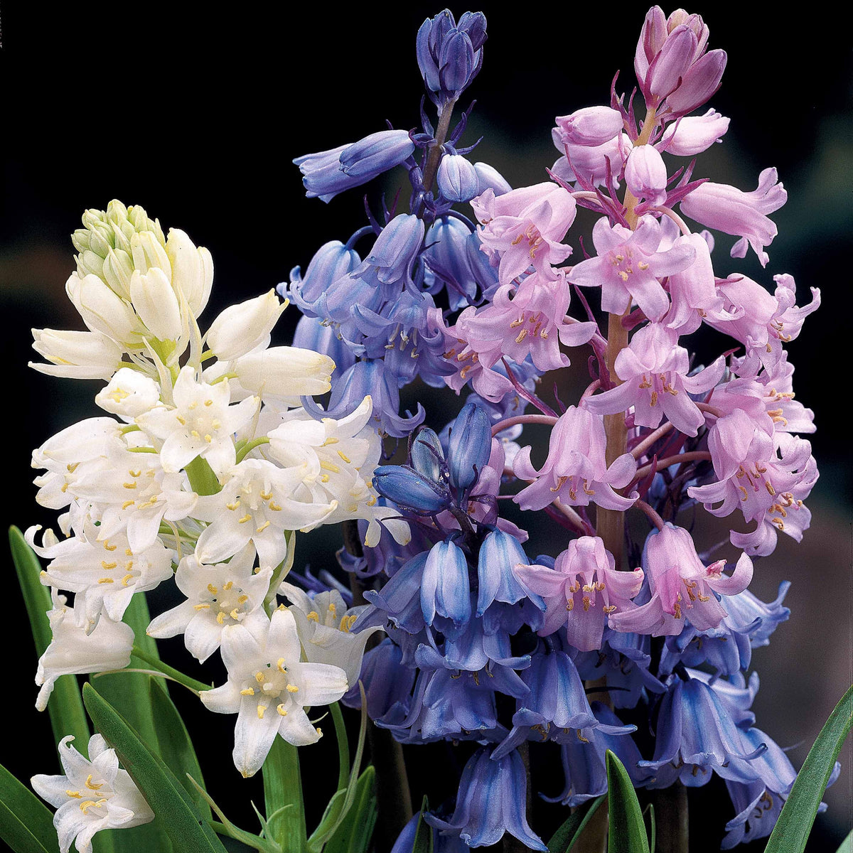 5 Jacinthes des bois en mélange - Scilla campanulata - Willemse