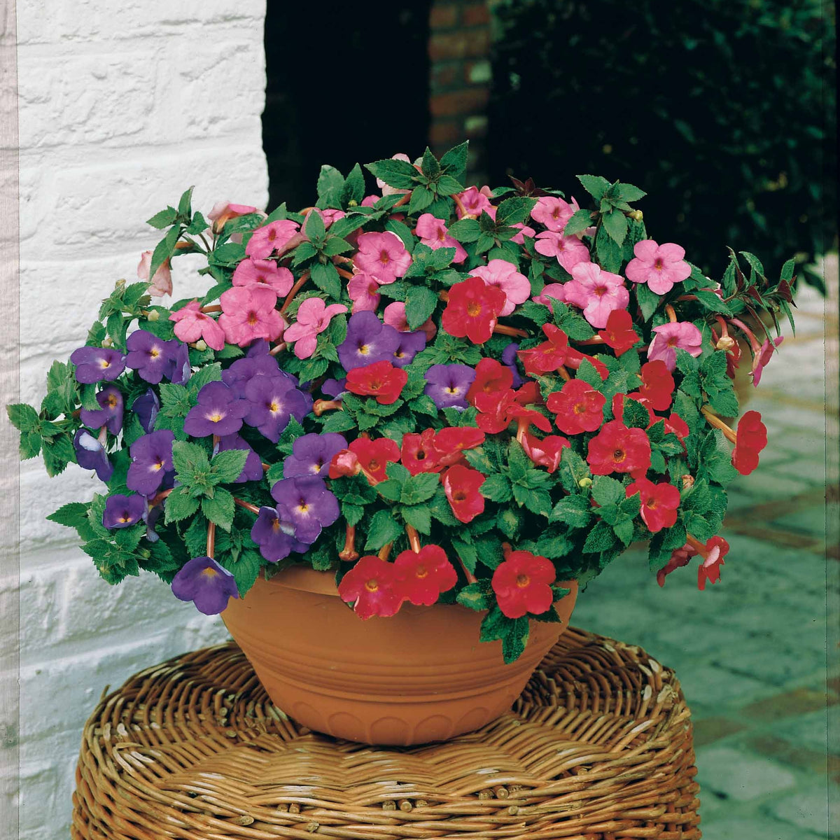 10 Achimènes en mélange - Achimenes - Willemse