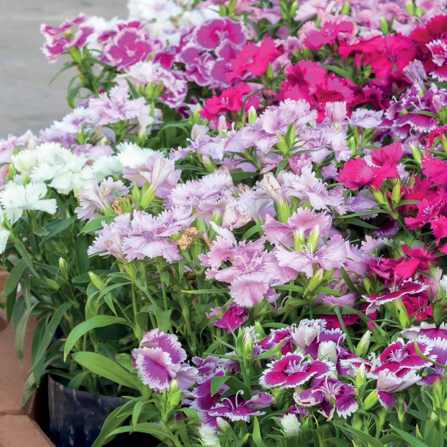 3 Oeillets de poète en mélange - Dianthus barbatus - Plantes