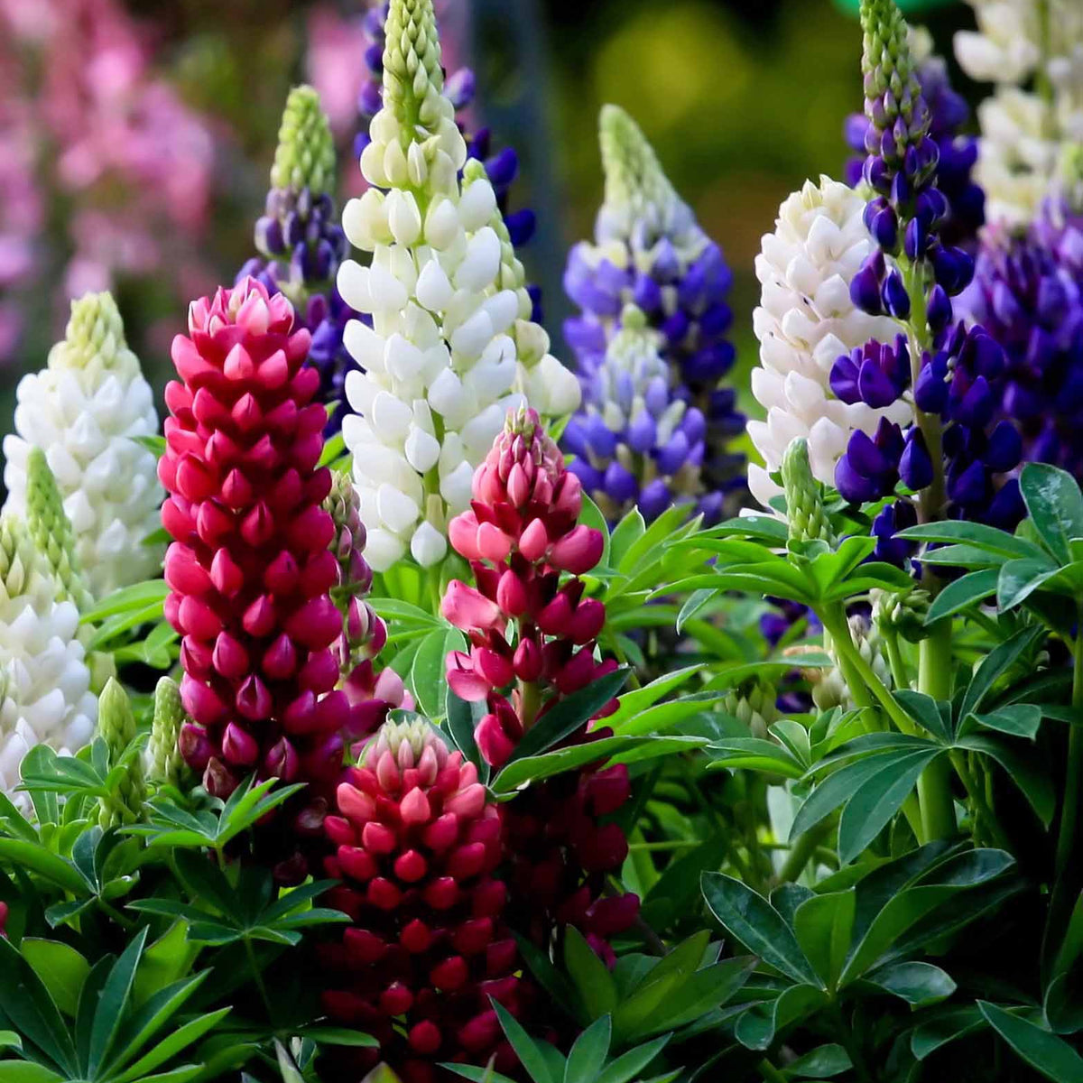 5 Lupin Russell en mélange - Lupinus hybrid russell - Plantes vivaces