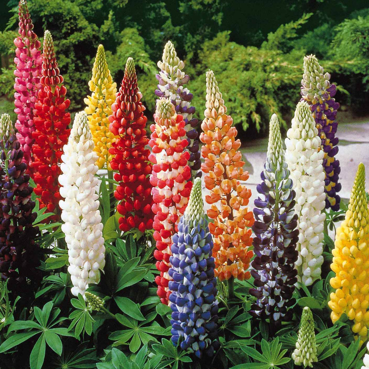 5 Lupin Russell en mélange - Lupinus hybrid russell