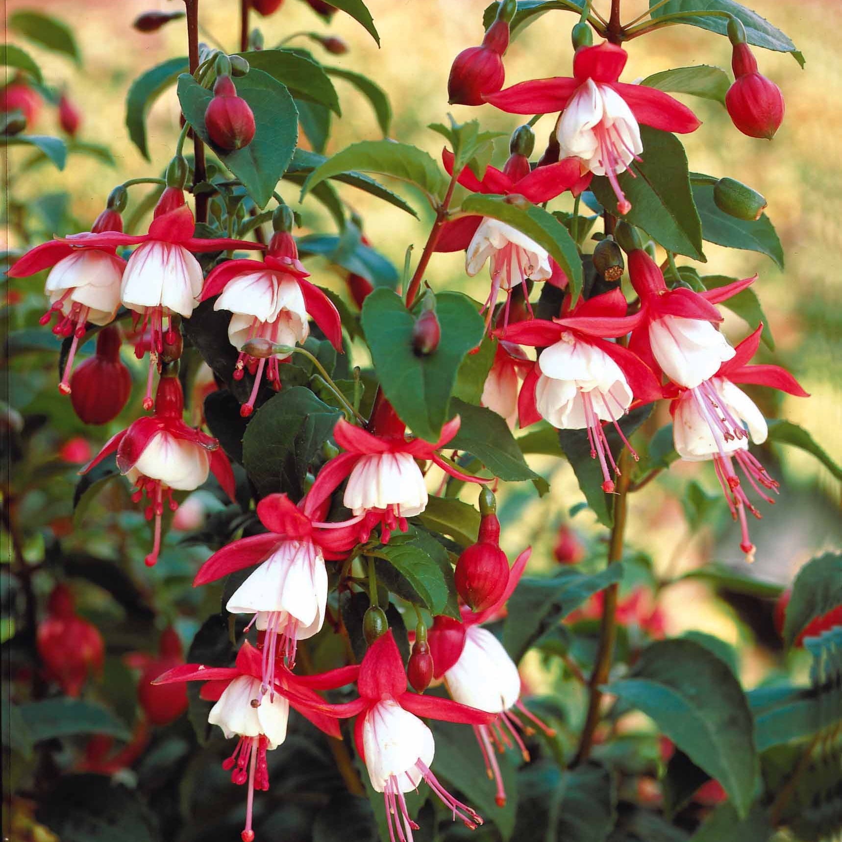 6 Fuchsias rustiques en mélange - Fuchsia Mme Cornelissen,  Brilliant