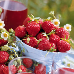 Collection 6 mois de 60 fraises : Savoureuse de Willemse, Mara des Bois, Gariguette - Fragaria la savoureuse de willemse cov ma48, mara - Plantes