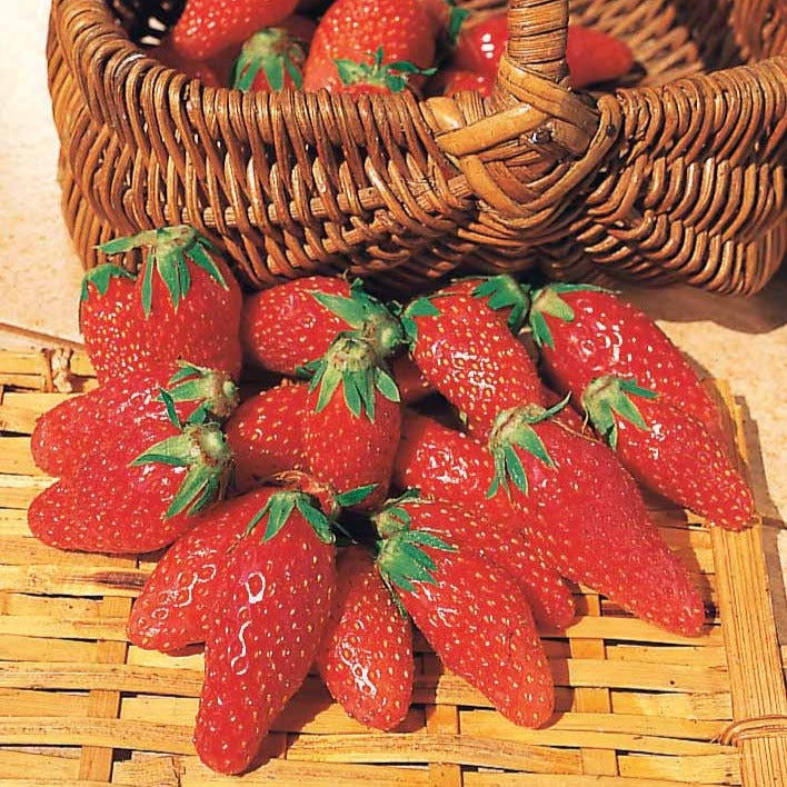 Collection 6 mois de 60 fraises : Savoureuse de Willemse, Mara des Bois, Gariguette - Fragaria la savoureuse de willemse cov ma48, mara - Fruitiers Arbres et arbustes