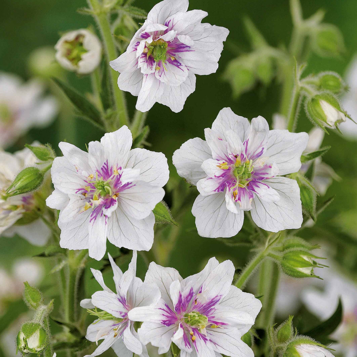 3 Géraniums doubles en mélange - Geranium pratense double jewel, himalayense birch - Willemse