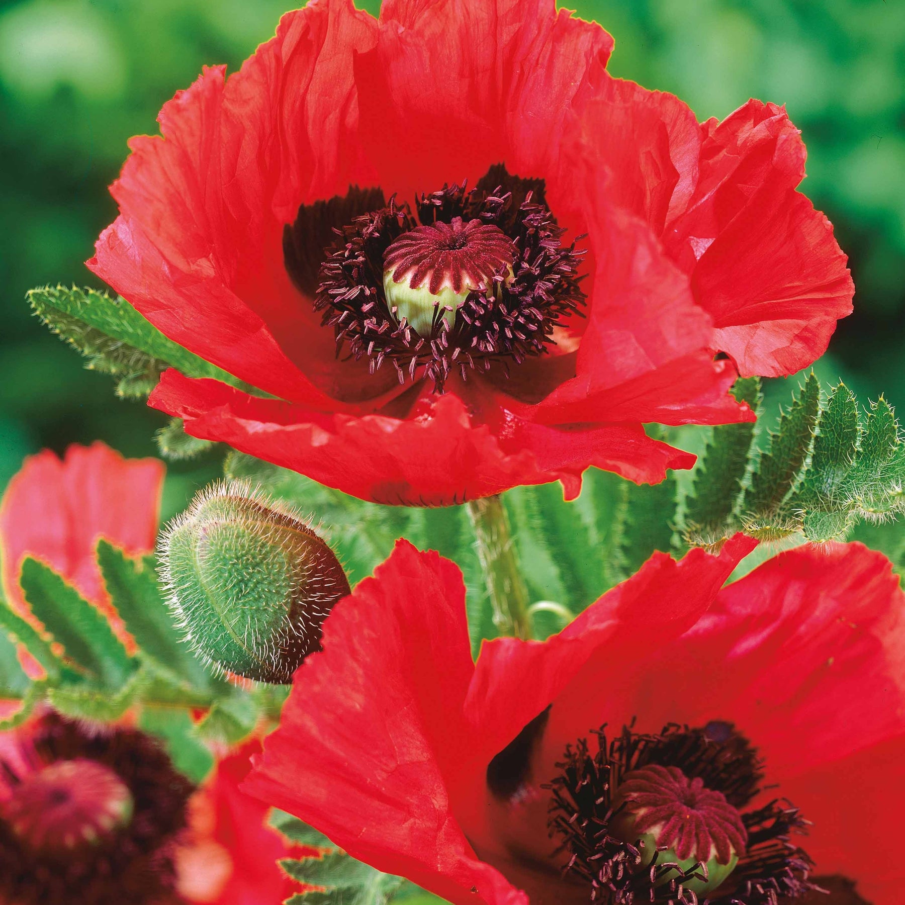 3 Pavots d'Orient rouge - Papaver orientale watermelon - Plantes