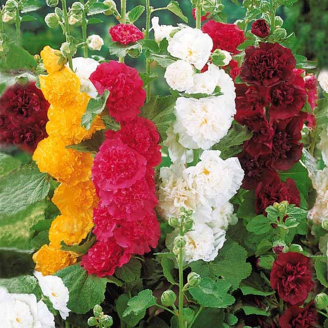 5 Roses trémières doubles en mélange - Alcea rosea charter's hybrid - Plantes