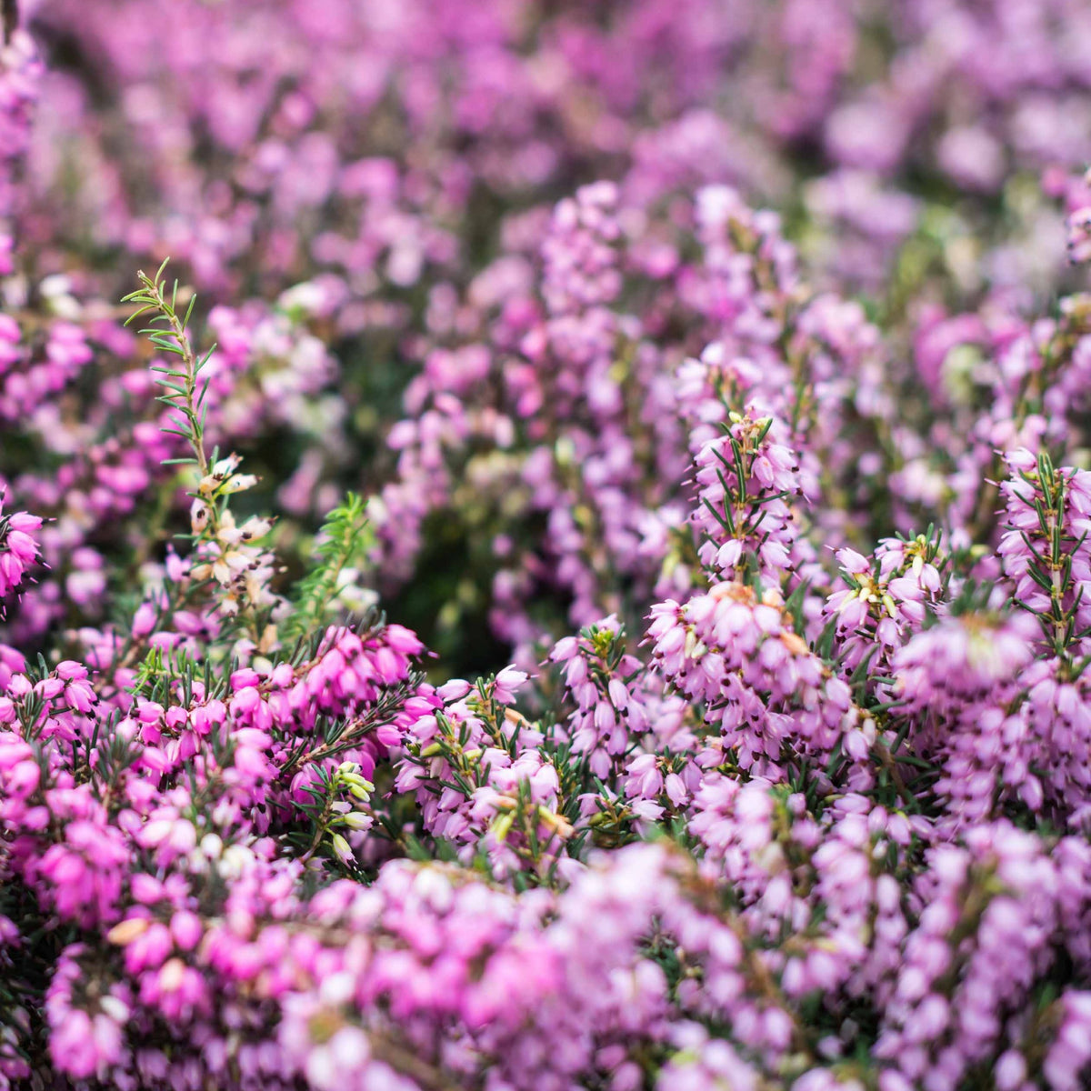 6 Bruyères d'hiver en mélange - Erica darleyensis - Willemse