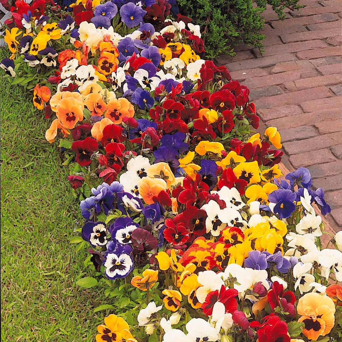 3 Pensées géantes de Suisse en mélange - Viola x wittrockiana géantes de suisse - Willemse