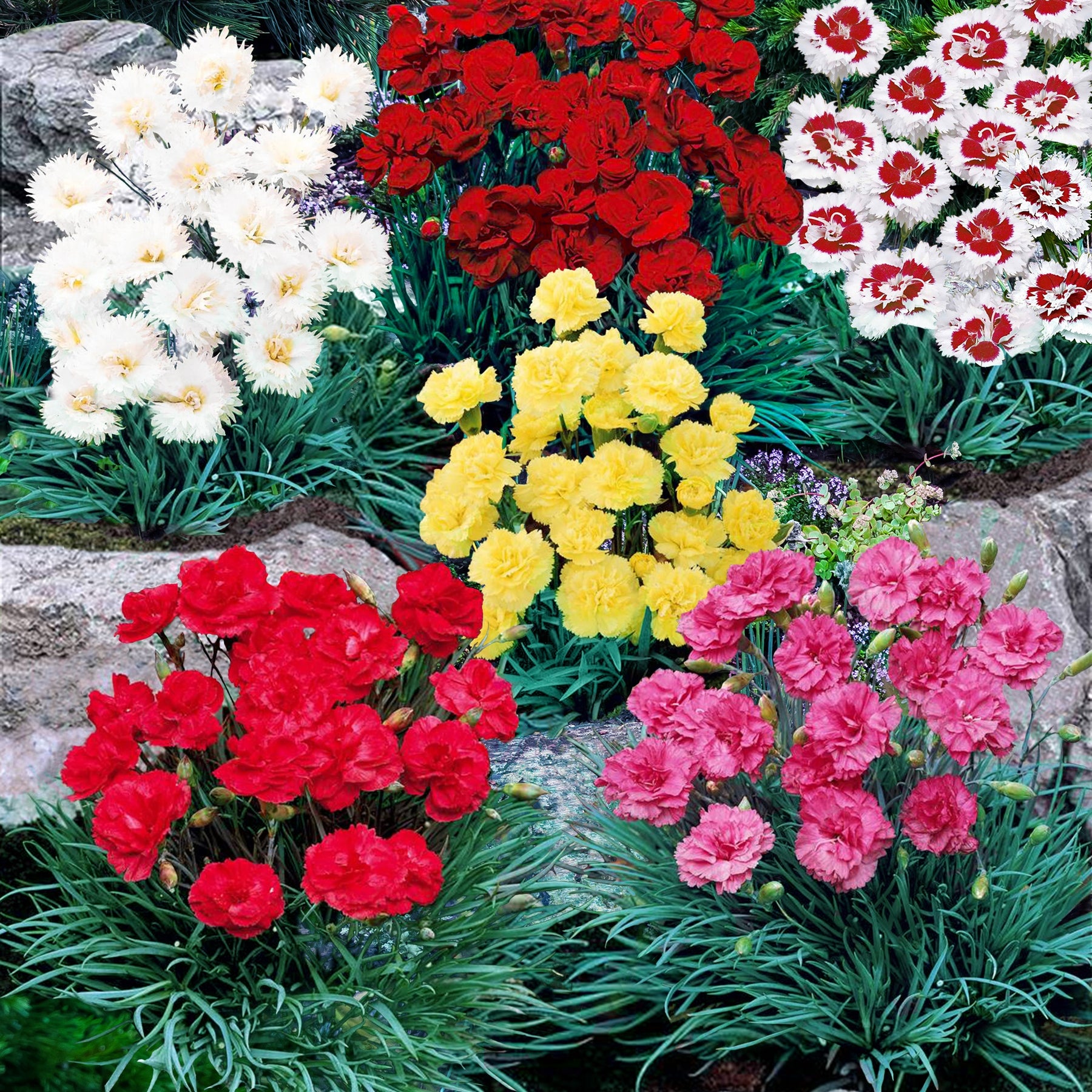 6 Œillets nains en mélange - Dianthus caryophyllus Grenadine, Plumarius Roseus - Plantes