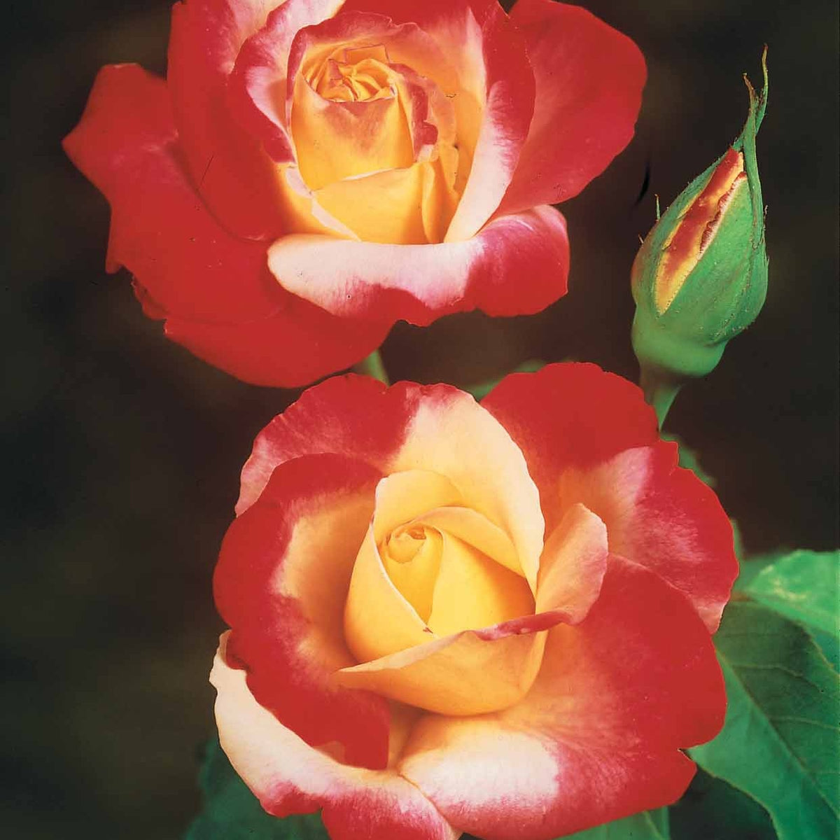 Collection de 3 Rosiers buissons : Famosa, Whisky, Double Delight - Rosa 'famosa', 'whisky', 'double delight' - Plantes