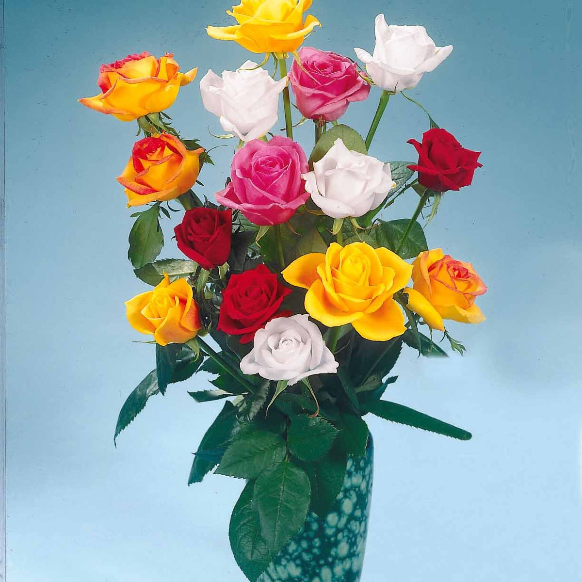 Collection de 5 Rosiers pour bouquets - Rosa 'hadangel', 'oklahoma', 'pink perfume', 'oran - Rosiers